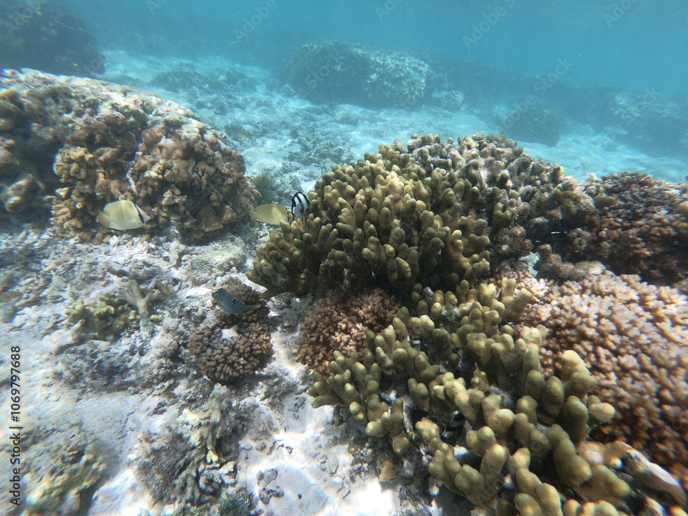 Obraz premium Vibrant Underwater Coral Reef Ecosystem in Clear Waters