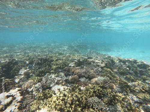 Vibrant Underwater Coral Reef Ecosystem in Clear Waters