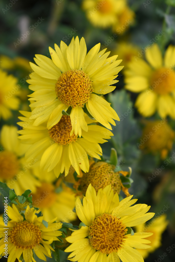 Fototapeta premium Golden Crownbeard (Also called Golden Crownbeard, Copen Daisy, golden crown beard) in the nature, Golden Crownbeard Flower closeup,Beautiful yellow flower closseup in nature Chakwal, Punjab, Pakistan