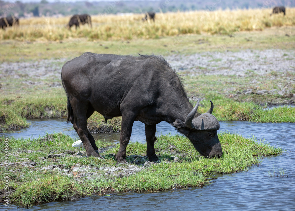 African buffalo, Syncerus caffer in Chobe river, National Park in Botswana Africa. African buffalo, Syncerus caffer in Chobe river, National Park in Botswana Africa.