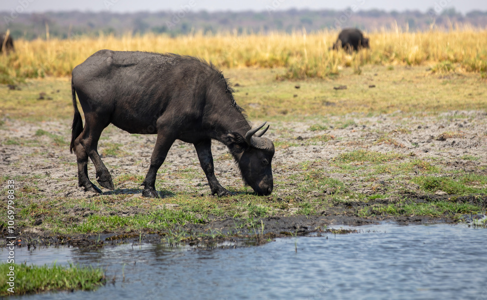 African buffalo, Syncerus caffer in Chobe river, National Park in Botswana Africa. African buffalo, Syncerus caffer in Chobe river, National Park in Botswana Africa.