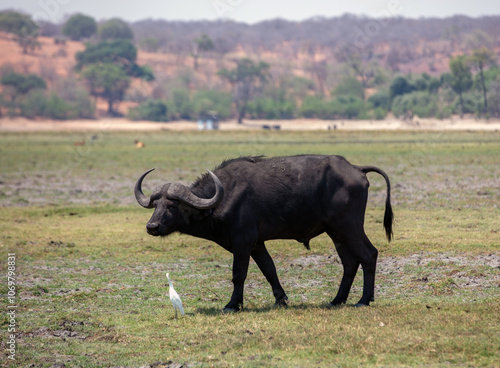 African buffalo, Syncerus caffer in Chobe National Park in Africa. photo