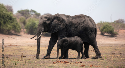 African elephant mother and kid walking in Chobe National Park in Botswana Africa.