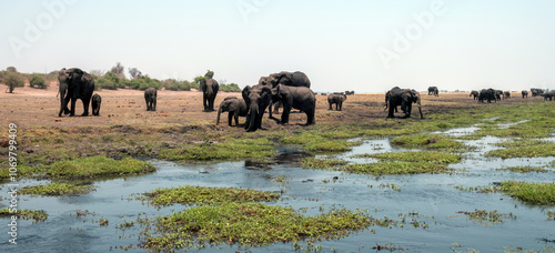 African elephants group grazing by the water in National Park in Africa