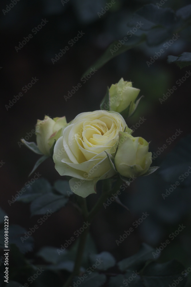 Feature red rose garden flowe, Feature red rose garden flowe,