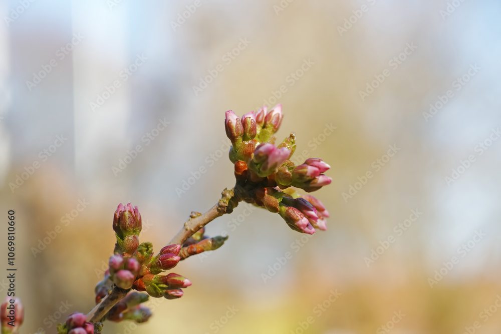 Branch, plant and flower bulb with growth of nature with blue sky, cloud and tree outdoor. Garden, ecology and natural with ecosystem, environment and morning with floral, spring and stem in sun