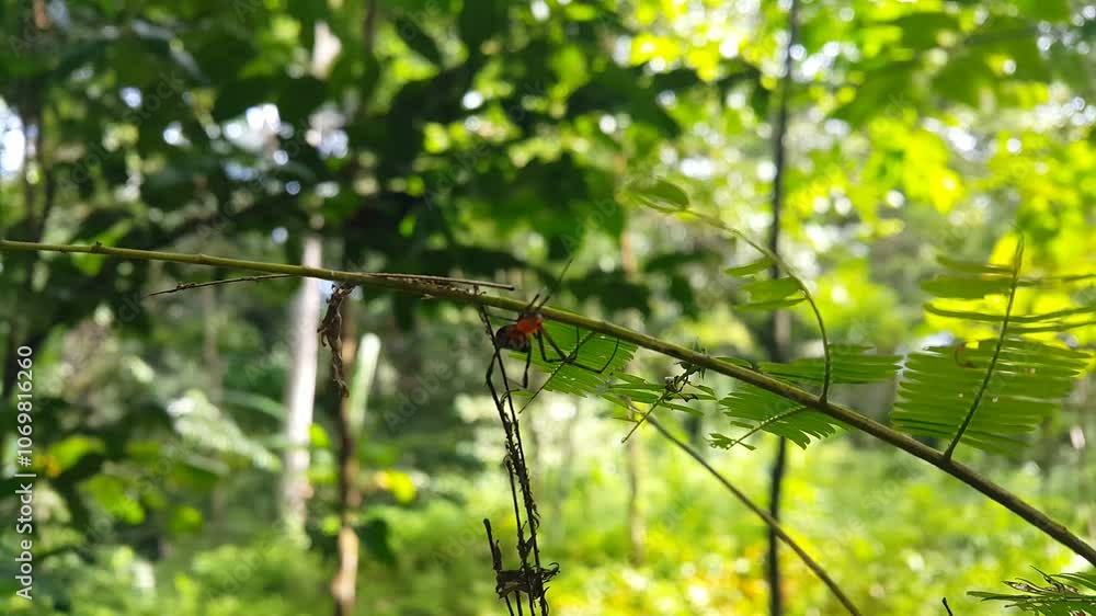 Leucauge fastigata (Spider), Argyroepeira fastigata, Argyroepeira ...