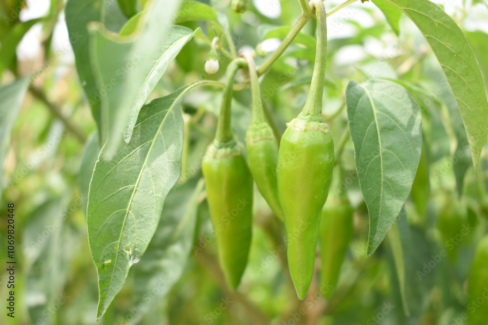 fresh green chili on plant closeup, chili plants in organic farming, Chilies closeup in field, Green chili plant in a farmer's field, Ripe green chili on a plant in Chakwal, Punjab, Pakistan fresh green chili on plant closeup, chili plants in organic farming, Chilies closeup in field, Green chili plant in a farmer's field, Ripe green chili on a plant in Chakwal, Punjab, Pakistan