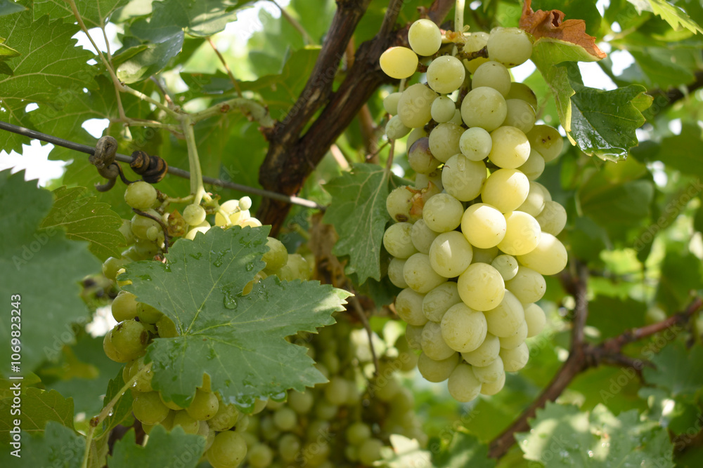 Close up of grapes hanging on Vine, Hanging grapes. Grape farming. Grapes farm. Tasty green grape bunches hanging on branch. Grapes With Selective Focus on the subject, Chakwal, Punjab, Pakistan Close up of grapes hanging on Vine, Hanging grapes. Grape farming. Grapes farm. Tasty green grape bunches hanging on branch. Grapes With Selective Focus on the subject, Chakwal, Punjab, Pakistan