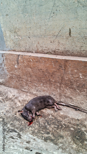 Close up a dead mouse with blood out in his mouth,dead rat on the side floor