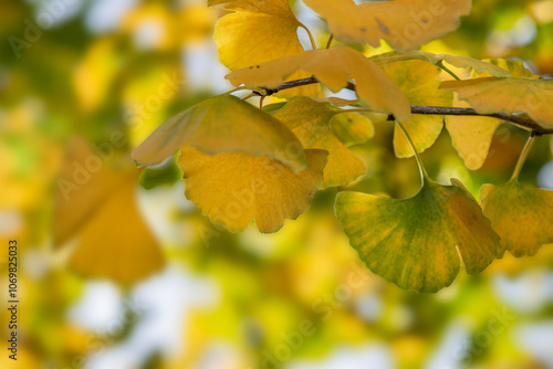 closeup on beautiful yellow leaf  of a Gingko tree in autumn in focus foregro...