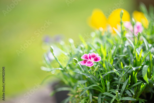 beautiful little pink flowers of carnation and viola blooming background in a...