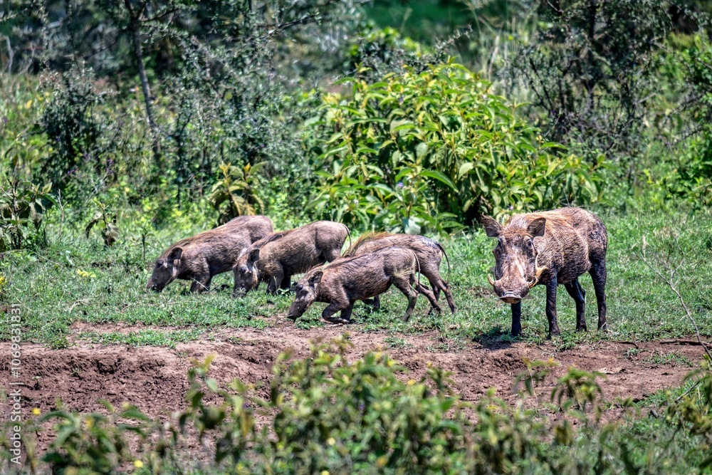 Flock of wild boars hunting for food Flock of wild boars hunting for food