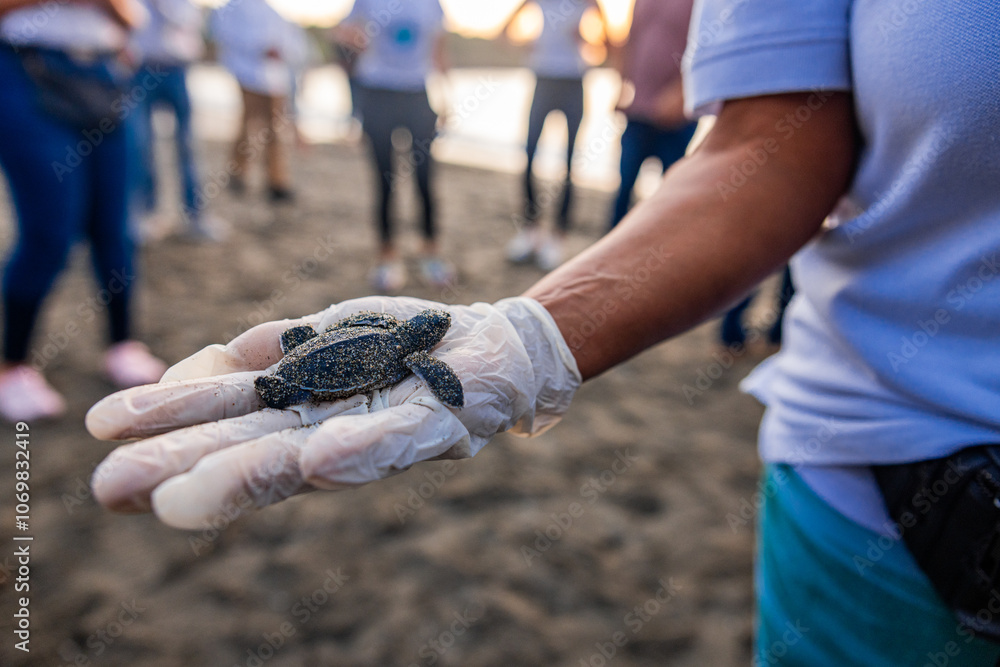 volunteer with white gloves holding a small baby leatherback turtle in her hands on the day of its release on the beach of Haina, Dominican Republic volunteer with white gloves holding a small baby leatherback turtle in her hands on the day of its release on the beach of Haina, Dominican Republic