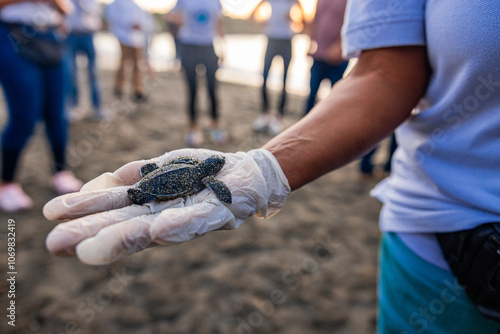 volunteer with white gloves holding a small baby leatherback turtle in her hands on the day of its release on the beach of Haina, Dominican Republic