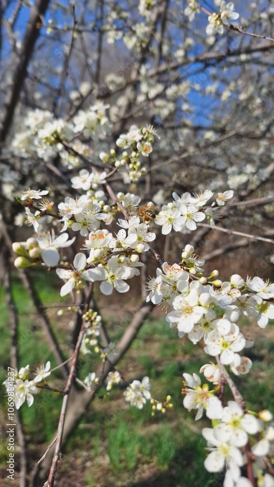 blooming tree blooming tree