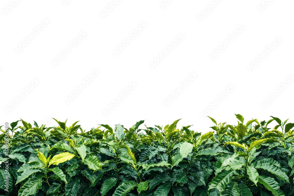 Close-up of coffee plantation with vibrant green coffee leaves isolated on white background