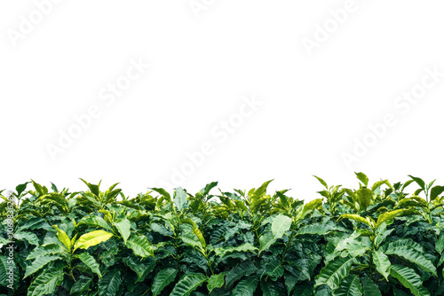 Obraz na płótnie Close-up of coffee plantation with vibrant green coffee leaves isolated on white background w salonie