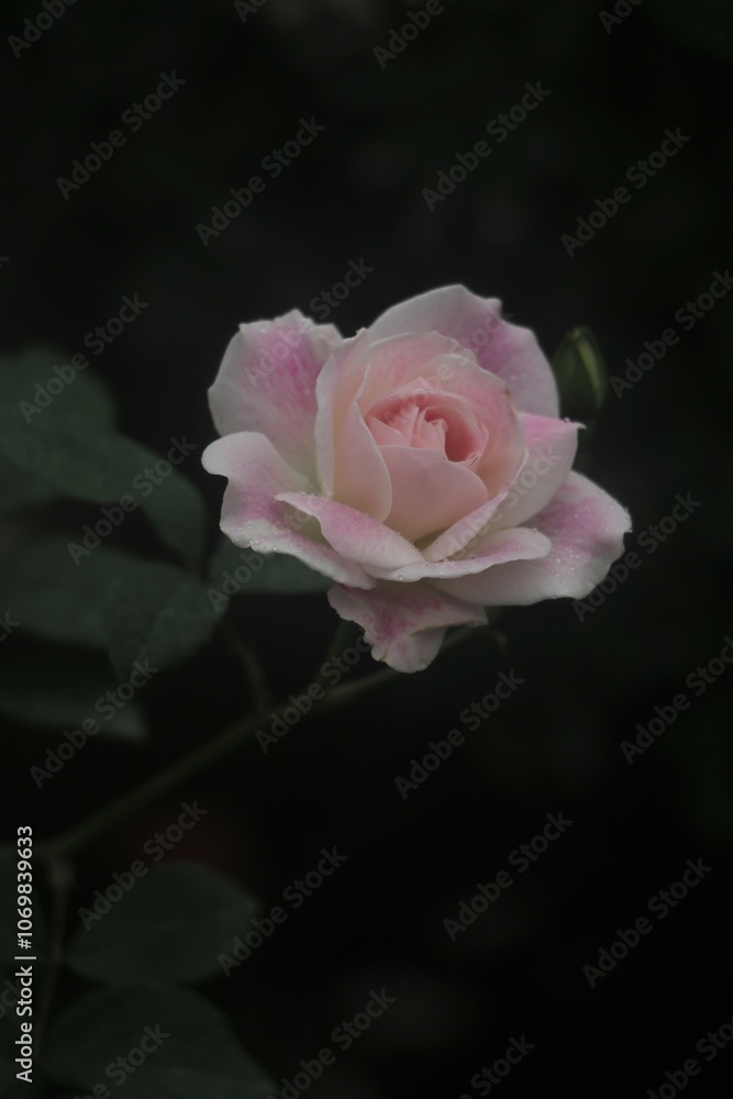 Fototapeta premium Flower feature, rose with orange and champagne color