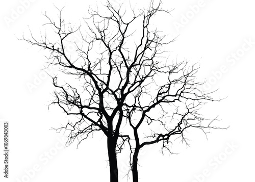 Silhouette of bare tree with branches isolated on white. Black and white vector illustration
