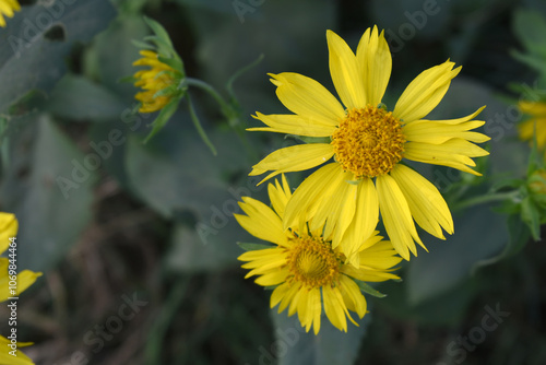 Golden Crownbeard (Also called Golden Crownbeard, Copen Daisy, golden crown beard) in the nature, Golden Crownbeard Flower closeup,Beautiful yellow flower closseup in nature Chakwal, Punjab, Pakistan photo