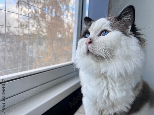 plump fluffy bicolor ragdoll cat with blue eyes chubby cheeks looks out the window with a silly look authentic lifestyle photo