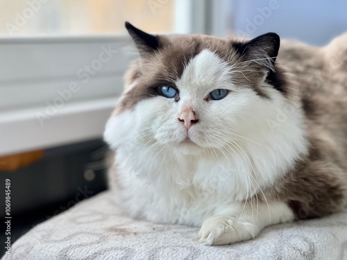 plump fluffy bicolor ragdoll cat with blue eyes chubby cheeks looks out the window with a silly look authentic lifestyle photo