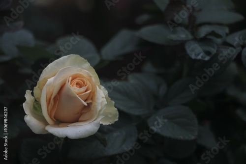 Feature for orange rose, flower