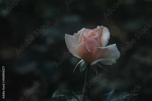 Feature for orange rose, flower
