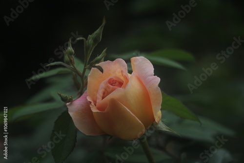Feature for orange rose, flower