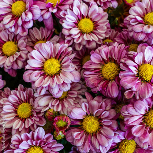 Close-up of Beautiful Purple Chrysanthemum Flowers with Yellow Centers, Floral wallpaper.