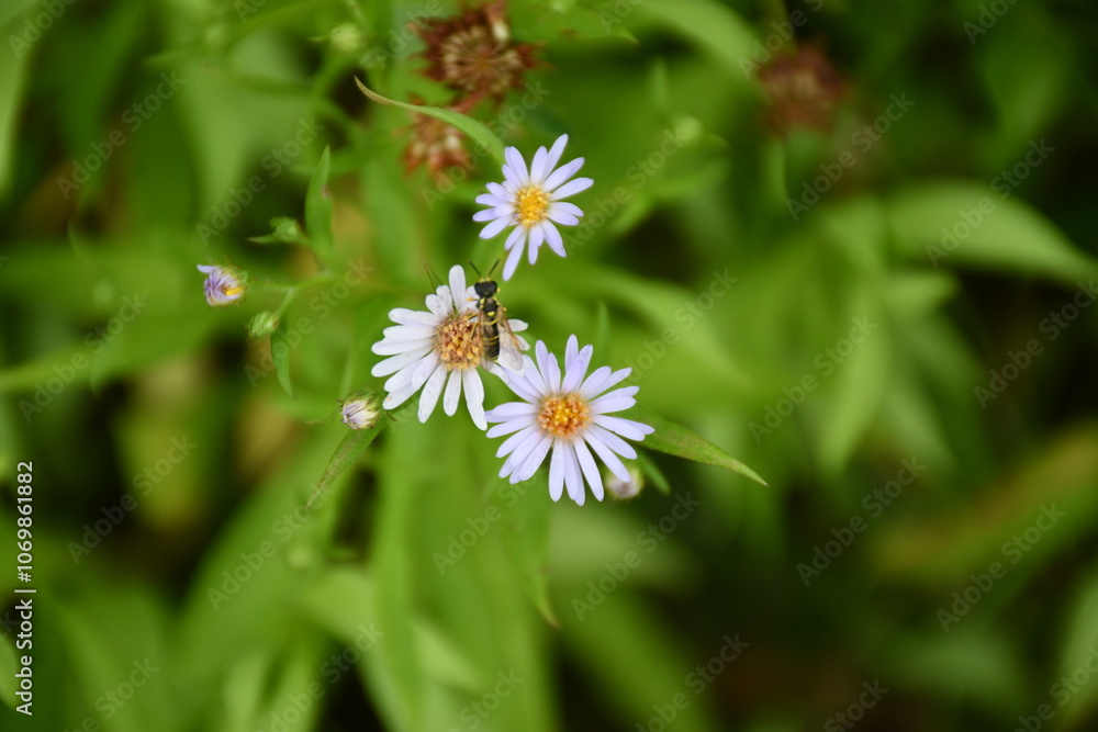 white chamomile flowers in the grass white chamomile flowers in the grass