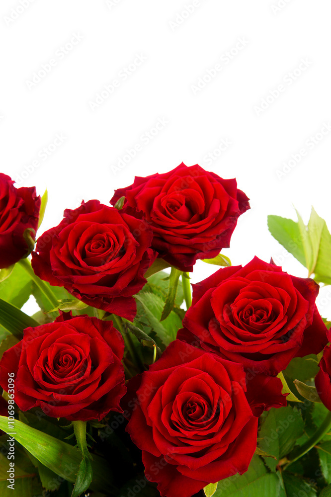 bouquet of red roses on a white background bouquet of red roses on a white background