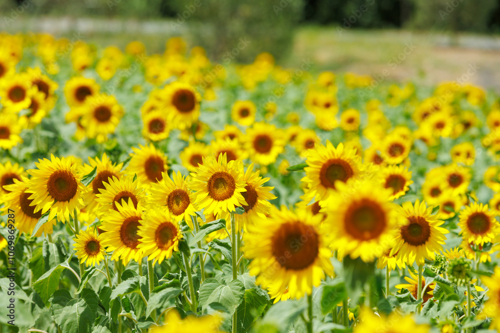 ひまわりが咲く日本の夏のイメージ ひまわりが咲く日本の夏のイメージ