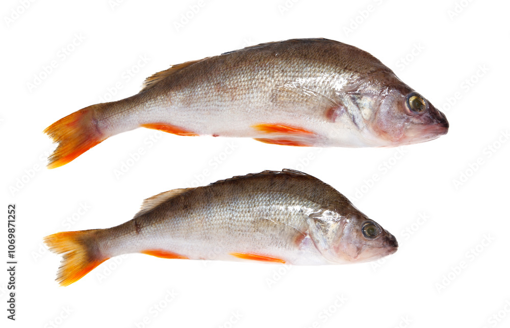 Two fish are shown side by side on a white background Two fish are shown side by side on a white background