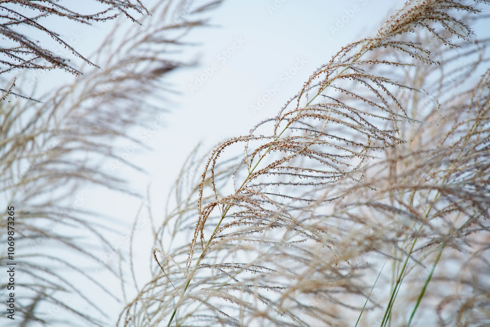 Delicate Grass Blades Against Soft Sky Background