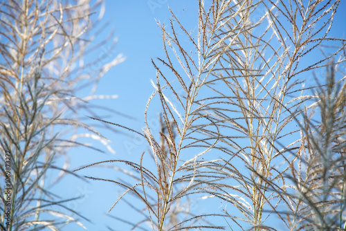 Delicate Grasses Against a Clear Blue Sky