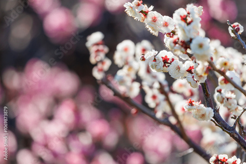 白梅と寒紅梅