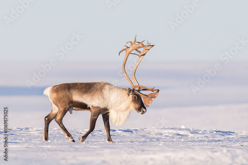 Side view of a reindeer with antlers walking in a remote snowy landscape, Alaska, USA photo