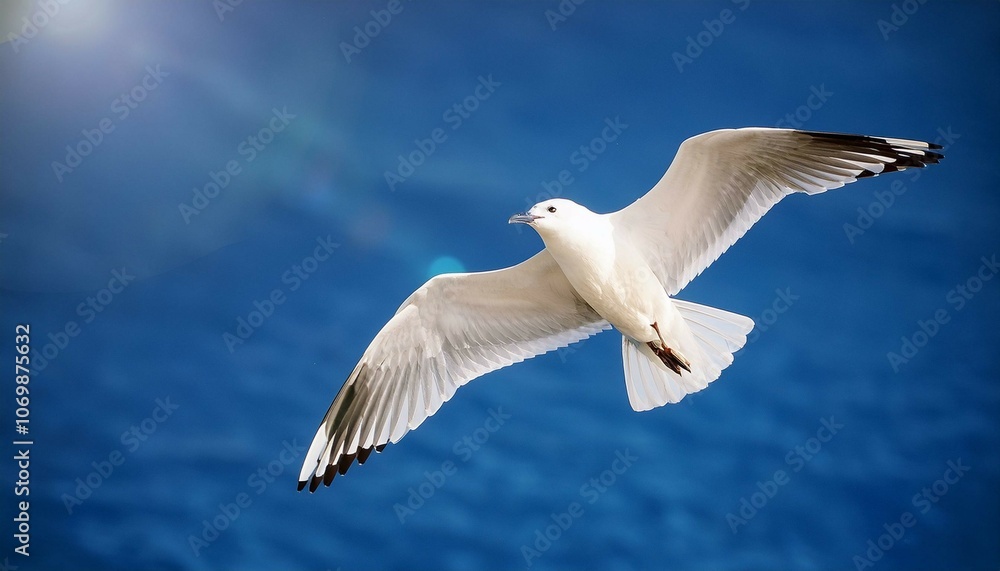 Obraz premium seagull in the sky