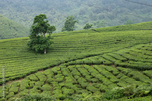 Tea plantation in Bandung, Indonesia
