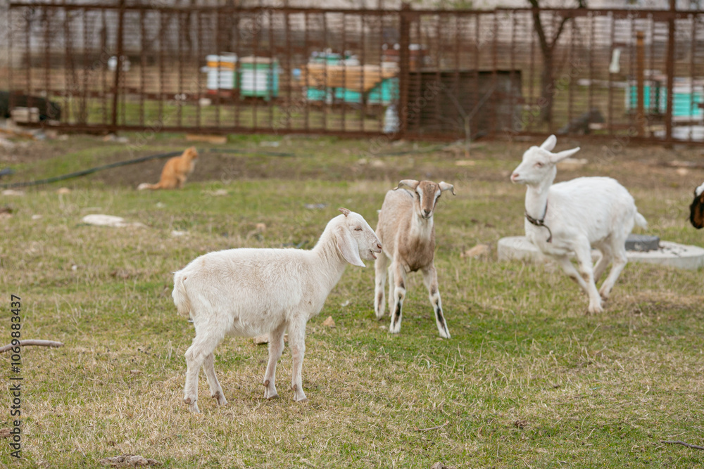 Obraz premium goats grazing on a walk
