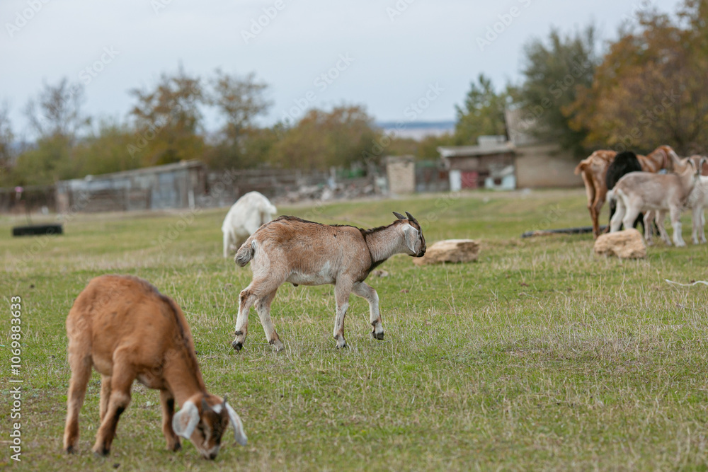 Fototapeta premium goats grazing on a walk