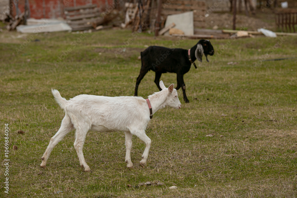 goats grazing on a walk goats grazing on a walk