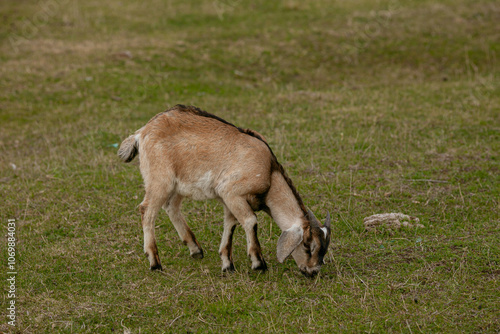 goats grazing on a walk