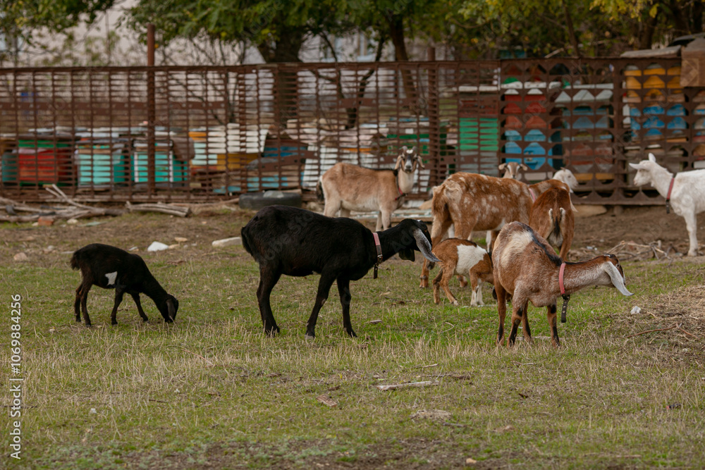 Fototapeta premium goats grazing on a walk