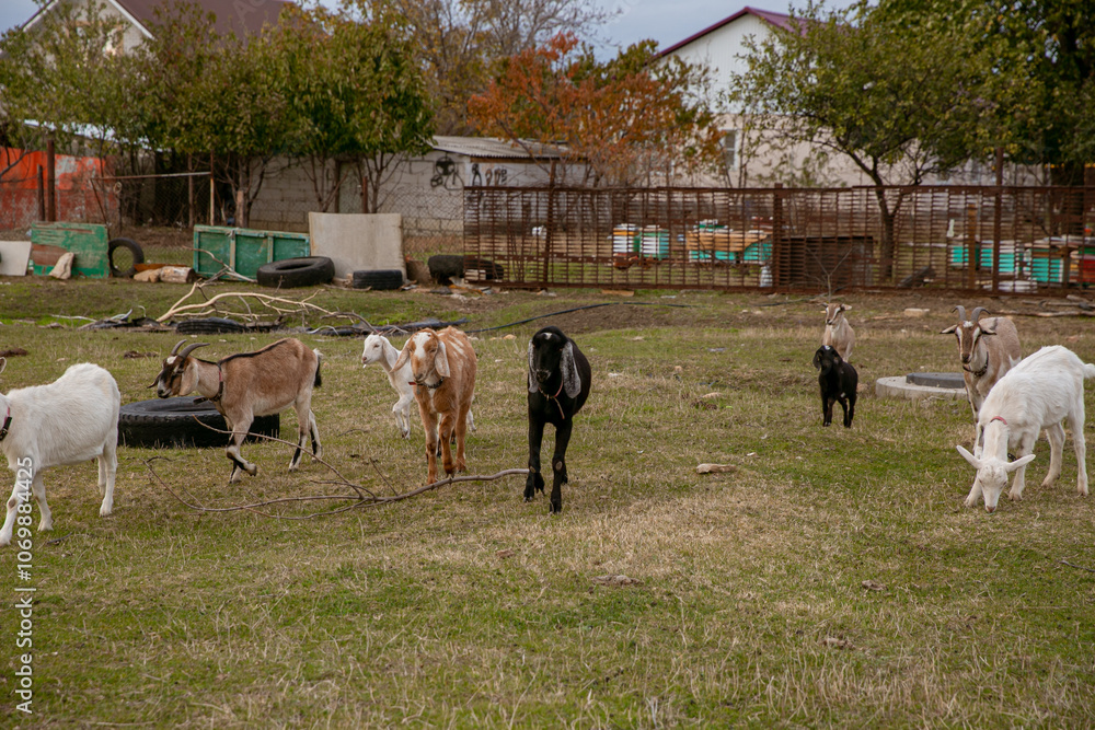 Obraz premium goats grazing on a walk