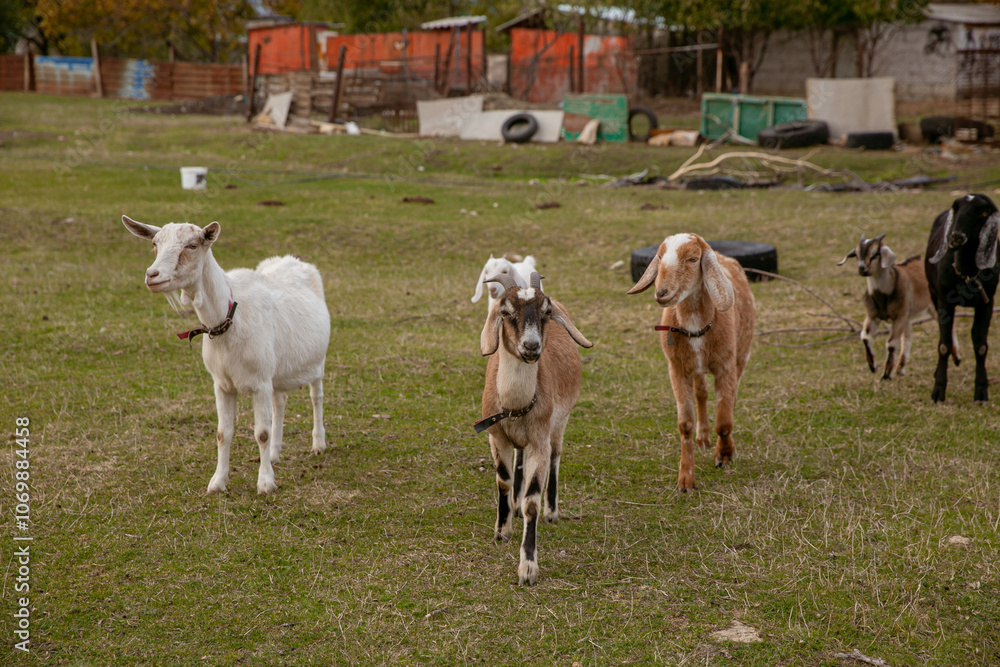 Obraz premium goats grazing on a walk