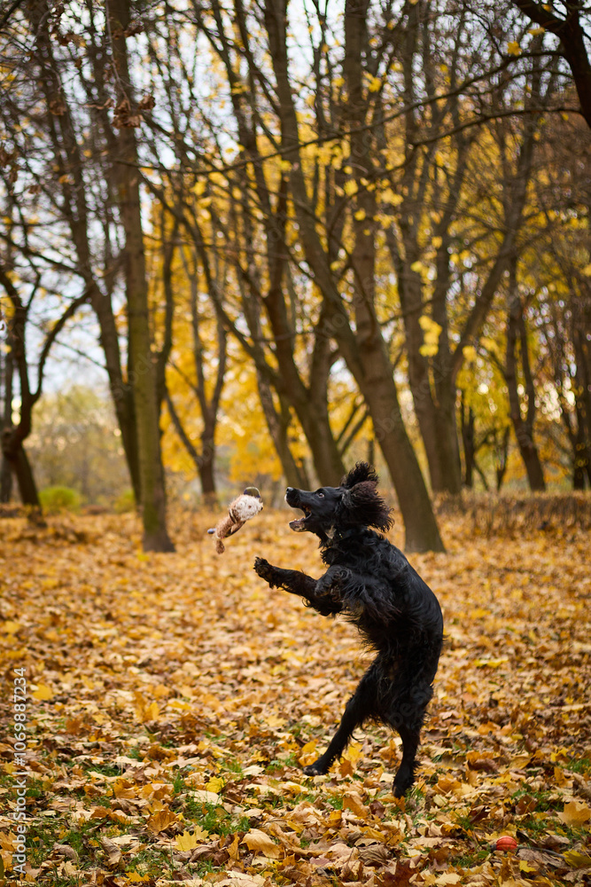 A black spaniel jumping in the air trying to catch a toy. In an autumn forest, the ground is covered with yellow leaves. In the background, trees with yellow leaves are visible. A black spaniel jumping in the air trying to catch a toy. In an autumn forest, the ground is covered with yellow leaves. In the background, trees with yellow leaves are visible.