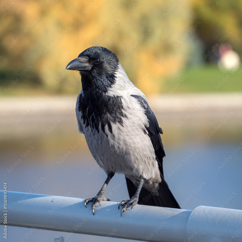 sitting crow on a railing sitting crow on a railing